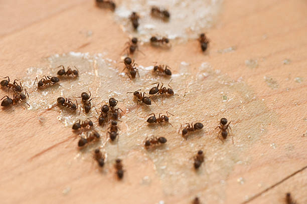 Best Cockroach Control Services  in Emporia, KS