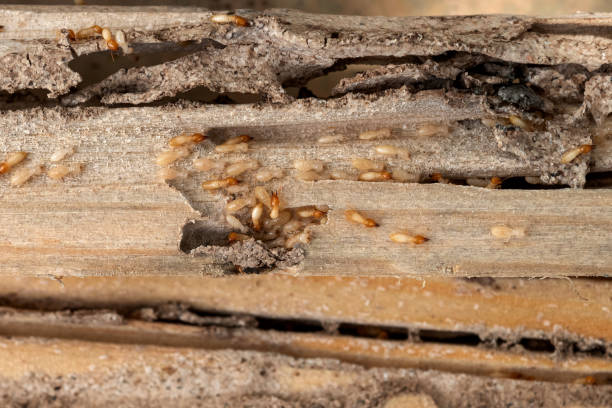 Best Affordable Pest Control Services  in Emporia, KS